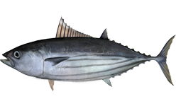 skipjack tuna